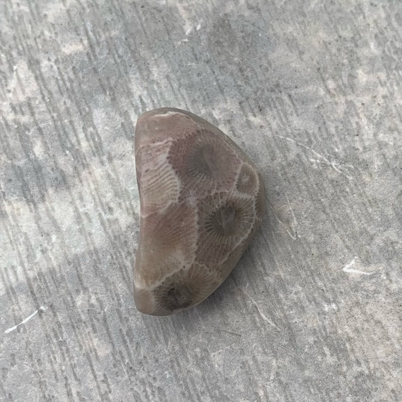 Petoskey stone - Picture 1 of 6